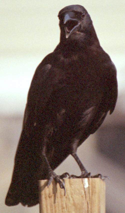 <img500*0:stuff/corvus0011.jpg>