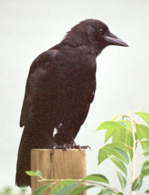 <img500*0:stuff/corvus0015.jpg>