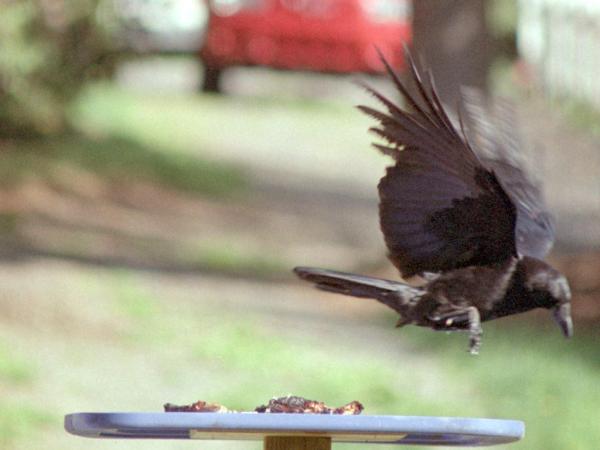 <img600*0:stuff/corvus0017.jpg>
