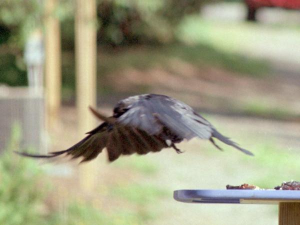 <img600*0:stuff/corvus0018.jpg>