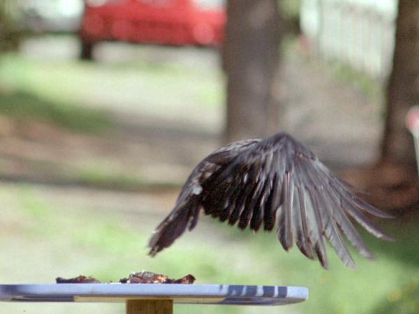 <img600*0:stuff/corvus0019.jpg>