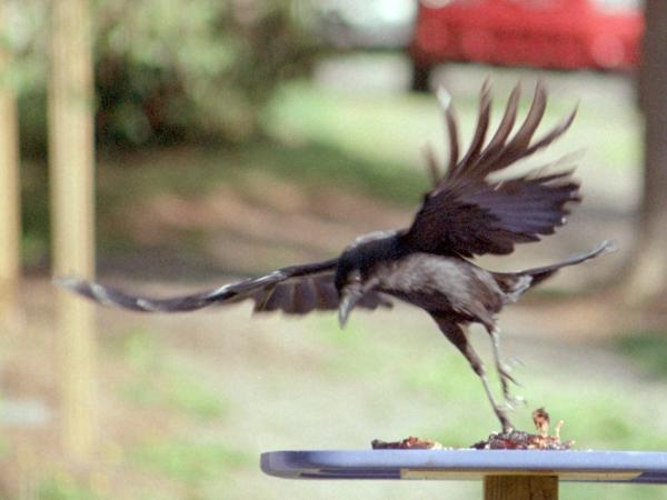 <img600*0:stuff/corvus0020.jpg>