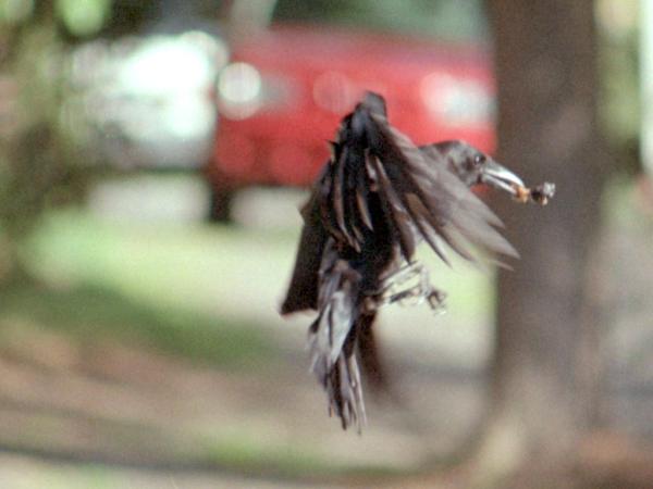 <img600*0:stuff/corvus0021.jpg>