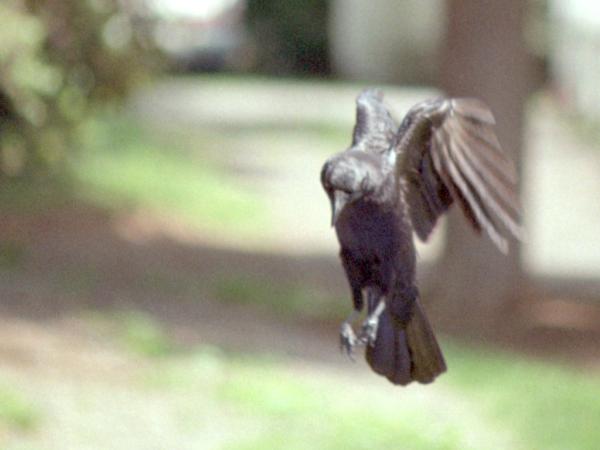 <img600*0:stuff/corvus0022.jpg>
