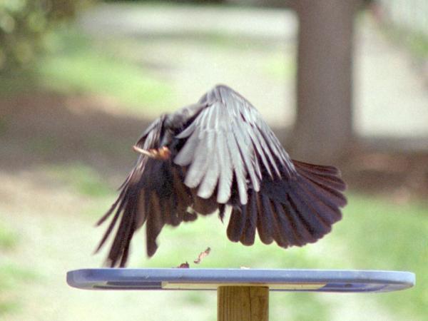 <img600*0:stuff/corvus0023.jpg>