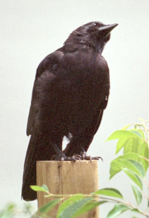 <img500*0:stuff/corvus0025.jpg>