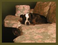 <img0*150:stuff/couch%20doggin.jpg>