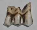 <img0*100:stuff/cow_tooth.jpg>