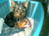 <img200*0:stuff/cujo.jpg>