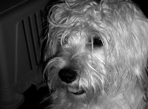 <img300*0:stuff/curleypuptrin.jpg>