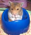 <img100*0:stuff/cute_hamster.jpg>