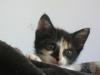 cuteinnocentkitten