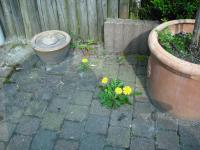 <img0*150:stuff/dandelion.jpg>