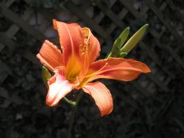 <img0*200:stuff/day%20lily%201.jpg>