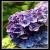 <img50*50:stuff/deostflowers76.jpg>