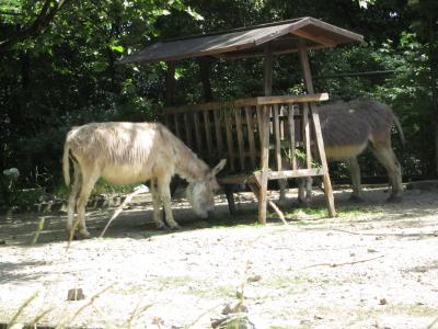<img0*300:stuff/donkeys_donkey_ass_asses.jpg>