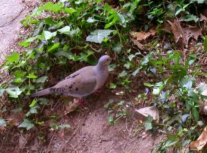 <img300*0:stuff/dove%201.jpg>