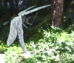 <img300*0:stuff/dragonfae%20assassin.png>
