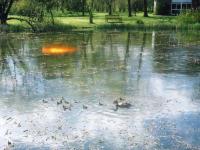 <img200*0:stuff/ducklings_sg.jpg>