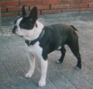 <img300*0:stuff/duffy_läxpapa.jpg>