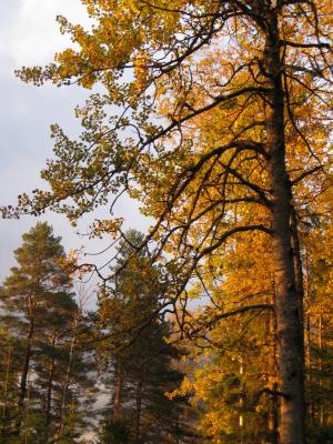 <img300*0:stuff/easterling_autumn1.jpg>
