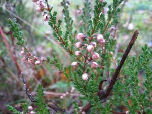 <img300*0:stuff/easterling_autumn2.jpg>
