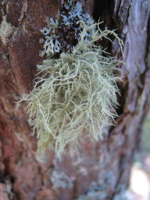 <img300*0:stuff/easterling_autumn21.jpg>