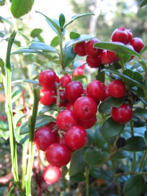 <img300*0:stuff/easterling_autumn23.jpg>