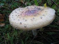 <img0*150:stuff/easterling_autumn5.jpg>