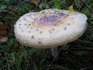 <img300*0:stuff/easterling_autumn5.jpg>