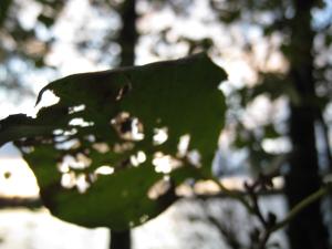 <img300*0:stuff/easterling_autumn6.jpg>
