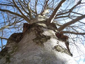 <img300*0:stuff/easterling_bjarkasaby21.jpg>