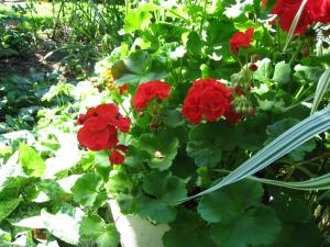 <img300*0:stuff/easterling_summerflowers1.jpg>