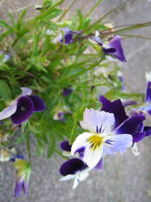 <img300*0:stuff/easterling_summerflowers2.jpg>