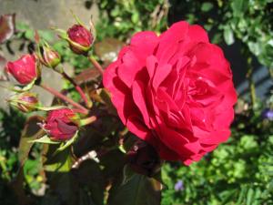 <img300*0:stuff/easterling_summerflowers3.jpg>
