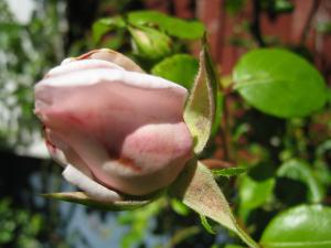 <img300*0:stuff/easterling_summerflowers4.jpg>