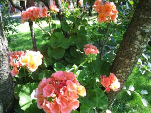 <img300*0:stuff/easterling_summerflowers5.jpg>