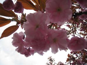 <img300*0:stuff/easterling_summerflowers6.jpg>