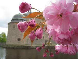 <img300*0:stuff/easterling_summerflowers7.jpg>