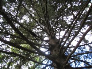 <img300*0:stuff/easterling_summertree.jpg>