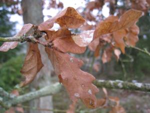 <img300*0:stuff/easterling_winter10.jpg>