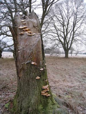 <img300*0:stuff/easterling_winter11.jpg>