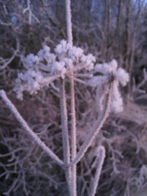 <img300*0:stuff/easterling_winter3.jpg>