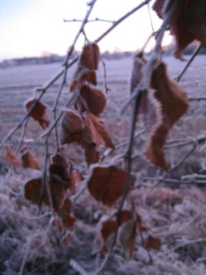 <img300*0:stuff/easterling_winter5.jpg>