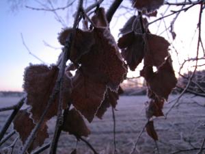 <img300*0:stuff/easterling_winter6.jpg>
