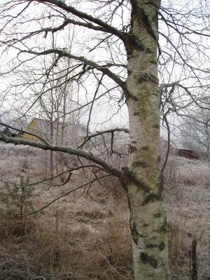 <img300*0:stuff/easterling_winter7.jpg>