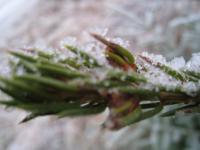 <img0*150:stuff/easterling_winter9.jpg>