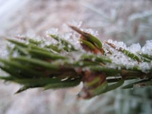 <img300*0:stuff/easterling_winter9.jpg>
