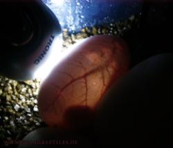 <img250*0:stuff/eier_adern2.jpg>