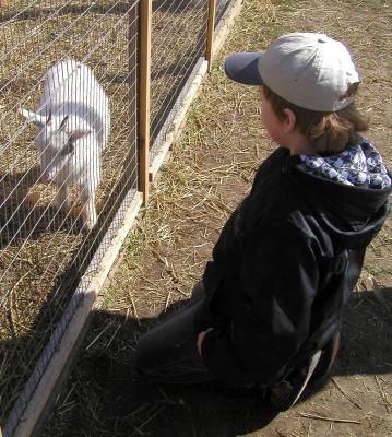 <img0*400:stuff/eirwgoats1%20S09.jpg>